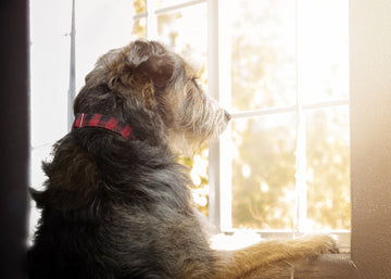 Dog with separation anxiety looks out window