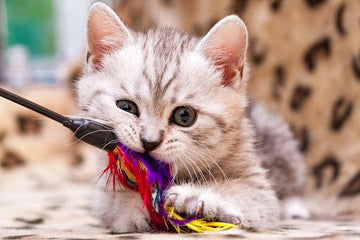 Kitten biting feather wand toy while laying on a leopard-print blanket.