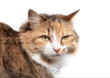 Cat with feline herpes virus, infecting one eye