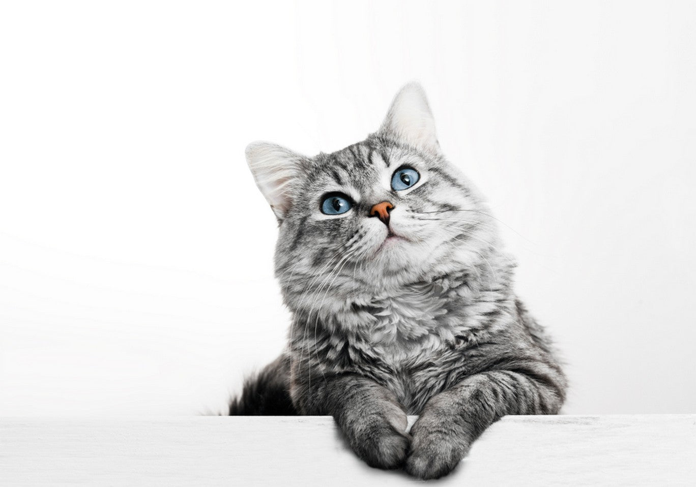 Cats - Types of Cats, Fun Facts & More