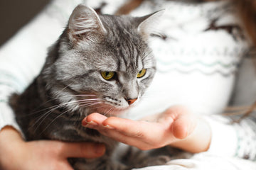 Cat owner giving cat gabapentin