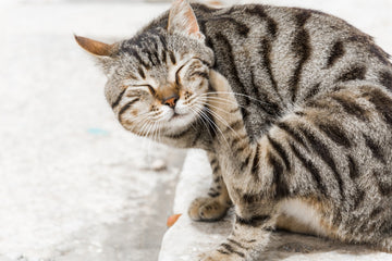 How To Treat Cat Flea Bites