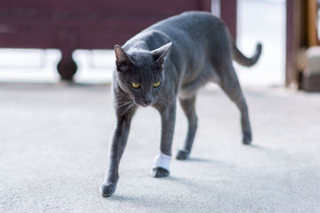 Cat limping with foot bandage