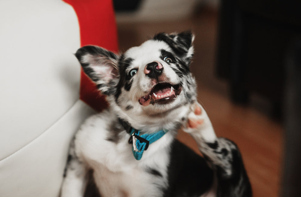 Dog Itching But No Fleas Potential Causes Solutions Dutch dog-itching-but-no-fleas-potential-causes-solutions-dutch