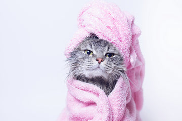 Wet cat wrapped in a towel