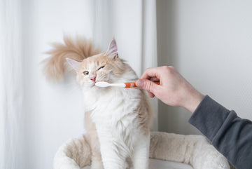 Cat having teeth brushed by owner