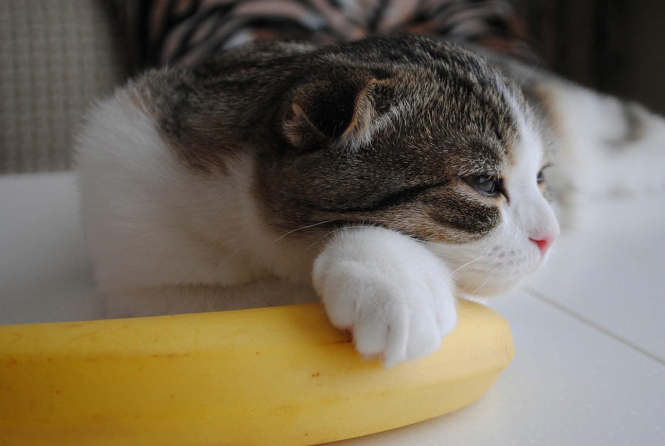 can cat eat banana - Feeding Recommendations and Moderation