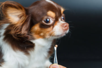 Blurred image of dog in background, tweezers holding a tick in foreground 