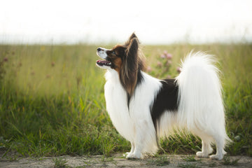 Side profile of Papillon dog looking up in a field of grass
