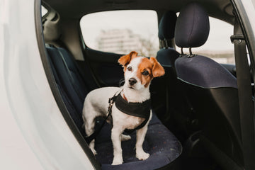 Cute, small dog standing in the backseat of a car while wearing a harness and seatbelt 