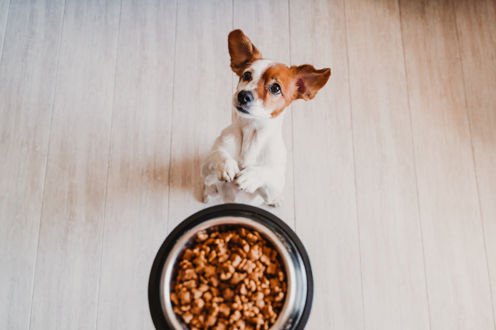 Pros and Cons: Meal Feeding Vs Free Feeding Dogs