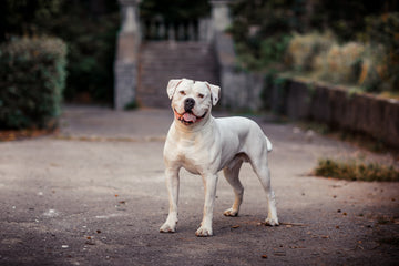 White American Bulldog looking at camera with tongue sticking out
