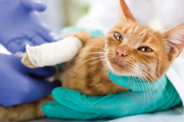 Close-up of a cat with bandages on arm being helped by veterinarians