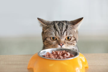 Cat staring at a bowl of wet cat food on the table