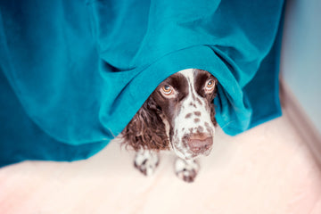 Anxious dog hiding under sheet