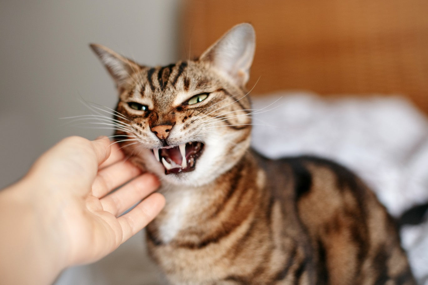 sound to make a cat angry｜TikTok Search