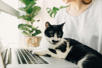 Working From Home With Pets: Tips & Tricks