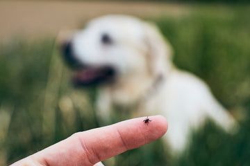Ticks On Dogs: How To Check For & Remove Ticks