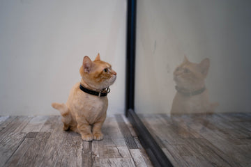 Munchkin cat looking in mirror