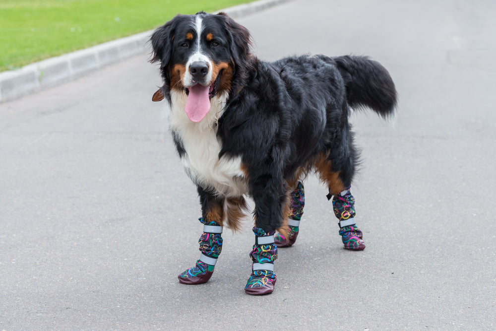 Do Dogs Need Boots? Guide To Dog Boots