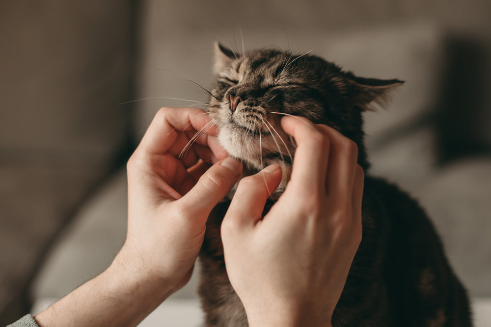 Is your cat behaving normally? Scientists reveal the 7 behaviours that  indicate your pet isn't feline well