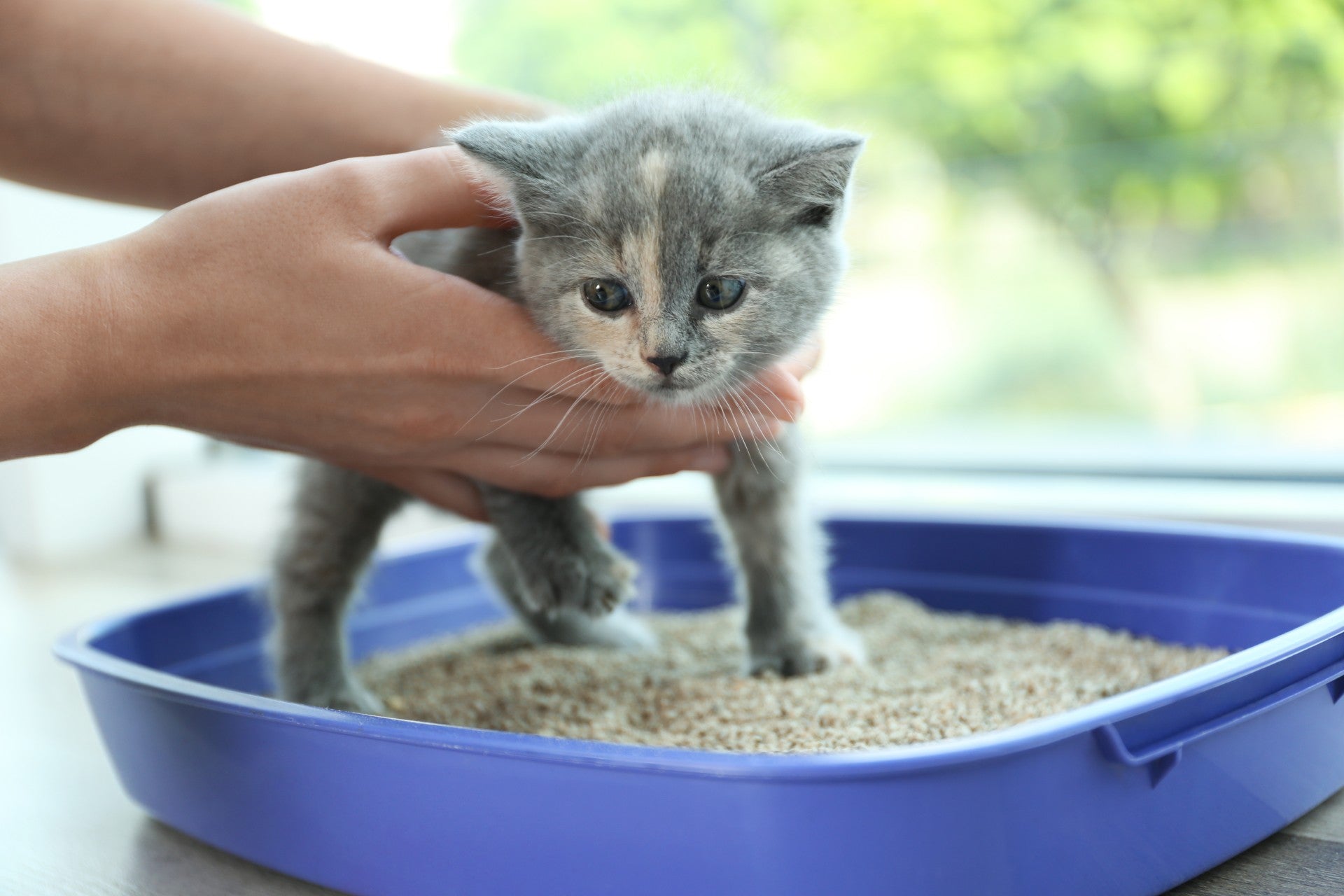 Litter Box Training: Everything You Should Know