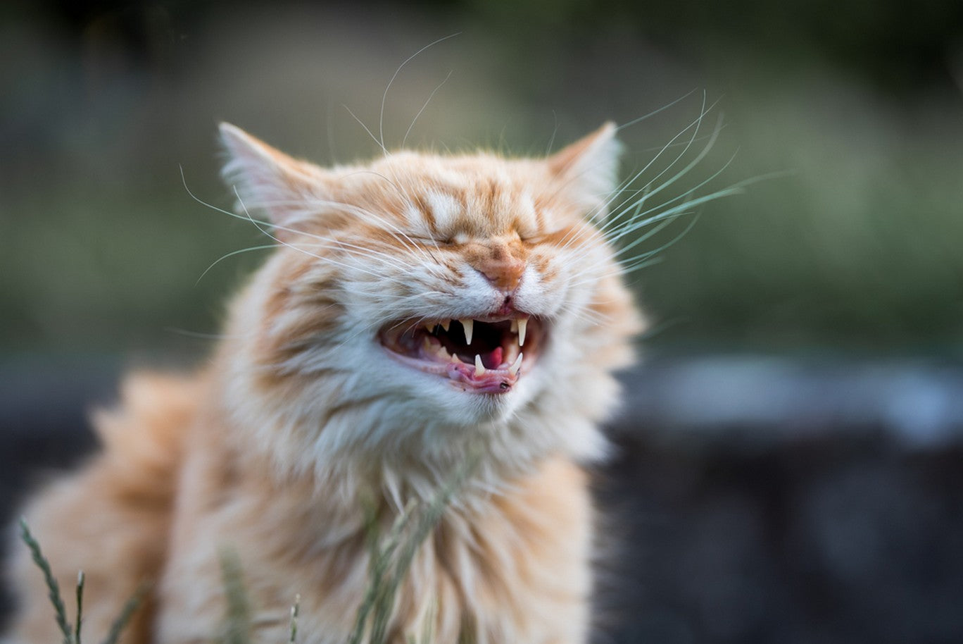 Pale Gums In Cats Causes & Treatments Dutch