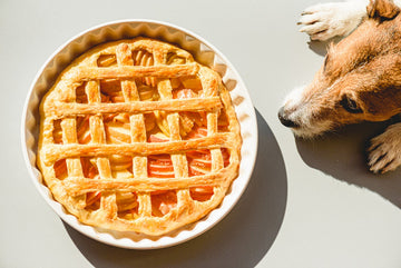 6 Thanksgiving Pet Safety Tips
