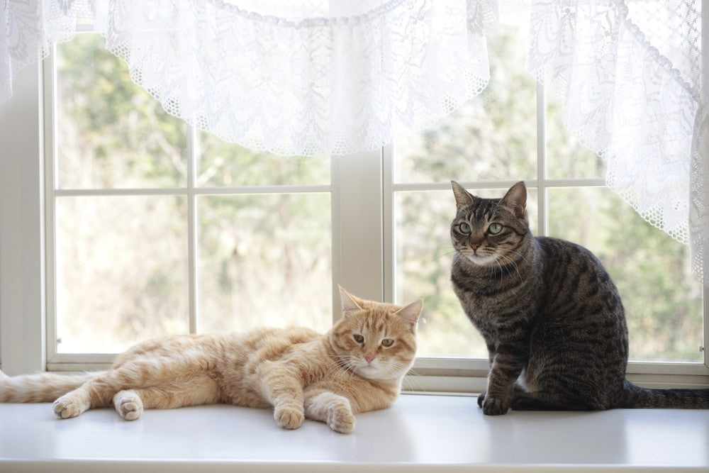 How To Introduce New Cats To Cats, Dogs, Adults, & Children Dutch