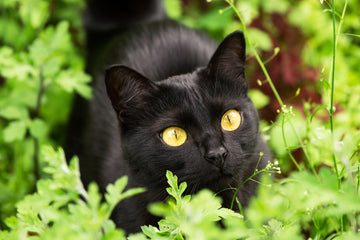 Black Bombay cat surrounded by tall grass 