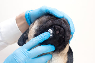 Vet with gloves on applying a mupirocin ointment to a pug’s chin
