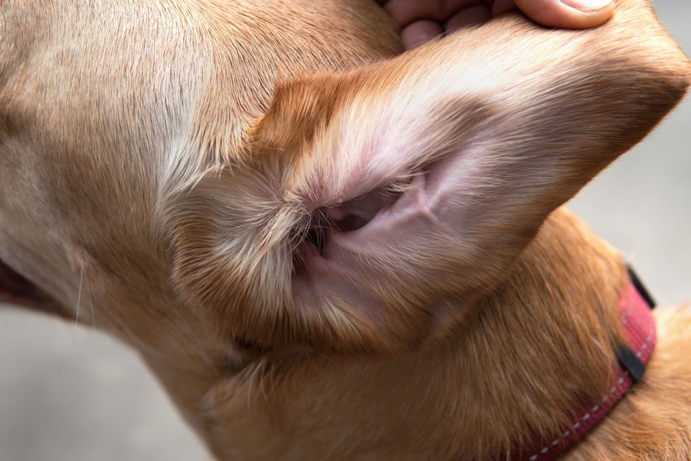 can ear mites spread from cat to dog
