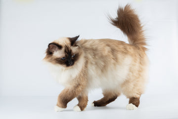 Birman cat walking in front of a white background