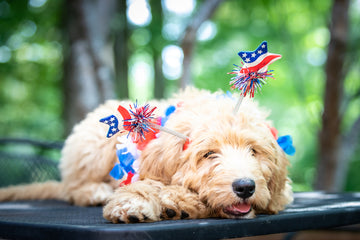 Goldendoodle wearing 4th of July accessories while laying on table