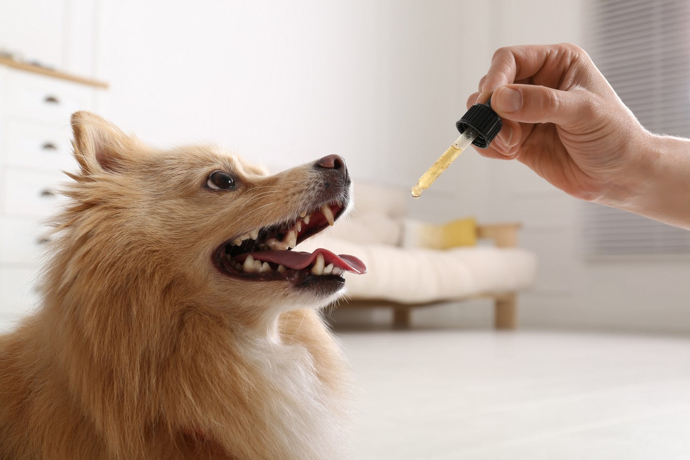 can i give fish oil to my pregnant dog
