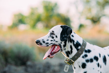 Dalmatian wearing dog tag with name “Nik”