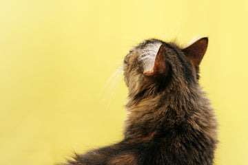 Old cat looking up in front of yellow background 