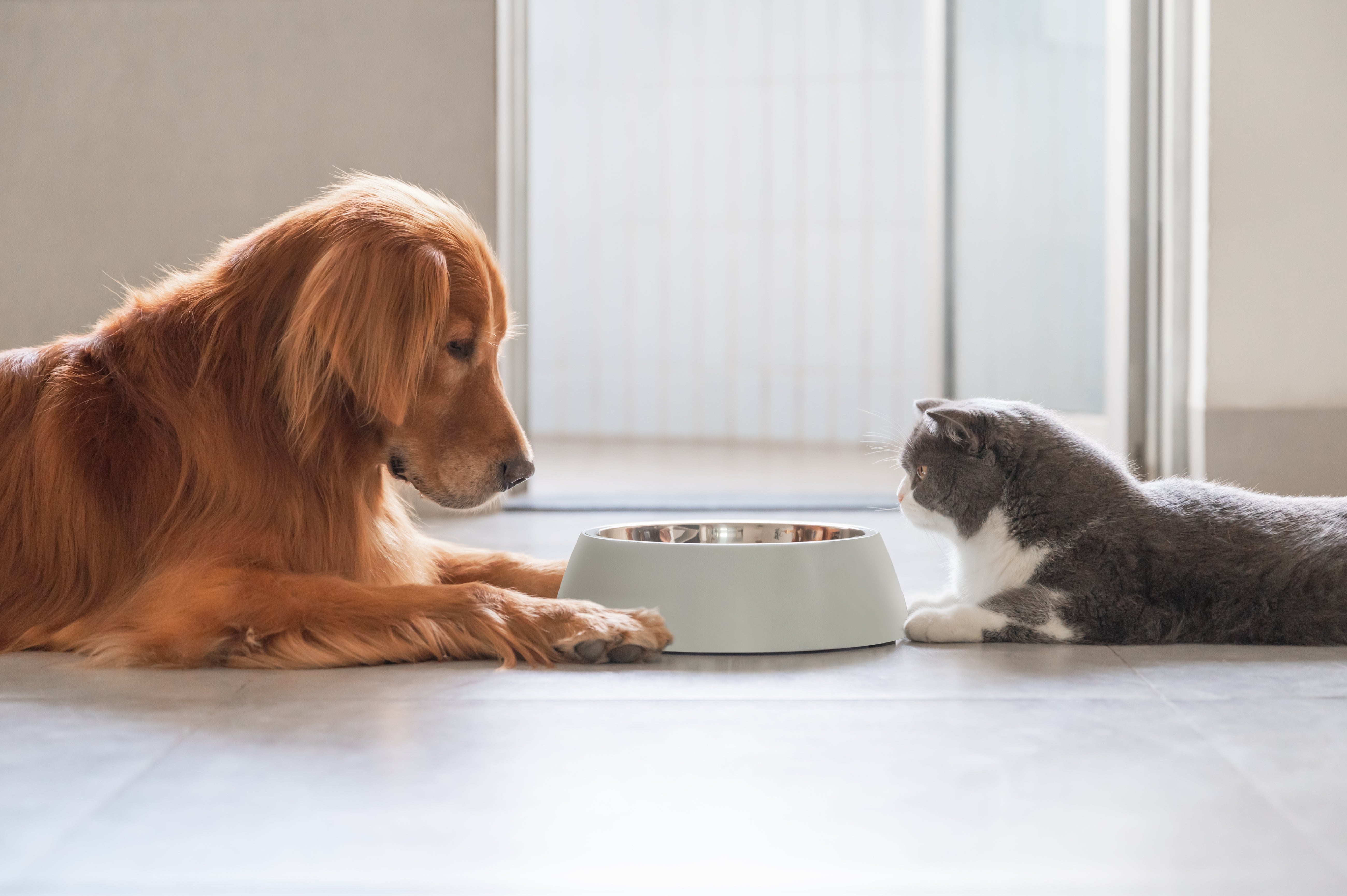 Can Cats Eat Dog Food? What You Need To Know