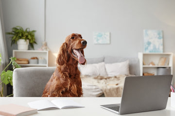 Dog yawning at desk in front of a laptop 