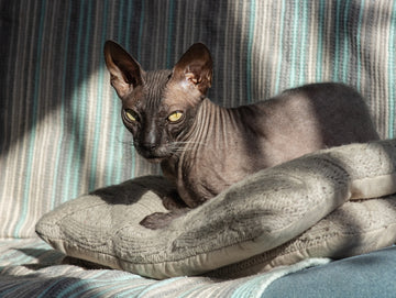 Donskoy cat sitting on a pet bed