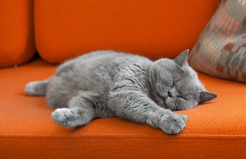 Gray cat sleeping on bright orange couch