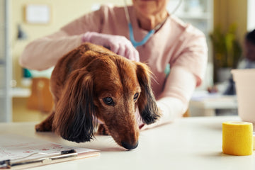 Senior dachshund being examined by veterinarian
