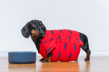 Dachshund in a shirt standing next to food bowl