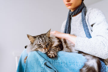 Woman petting her sick cat in her lap