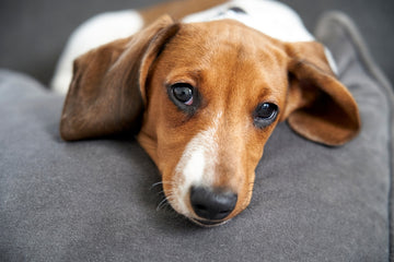 Sad beagle looking at camera 