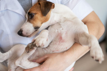 Dog with skin rashes on chest being held by owner
