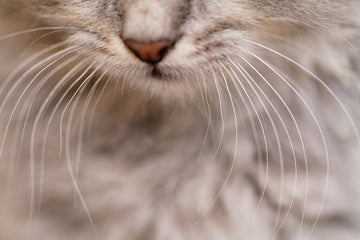 Closeup of cat’s whiskers 