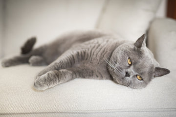 Sad gray cat laying on couch