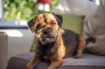Border terrier sitting on couch looking directly into camera