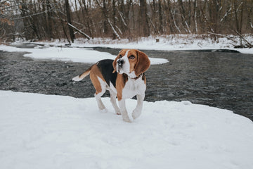 Beagle running in the snow with a river and trees in the background